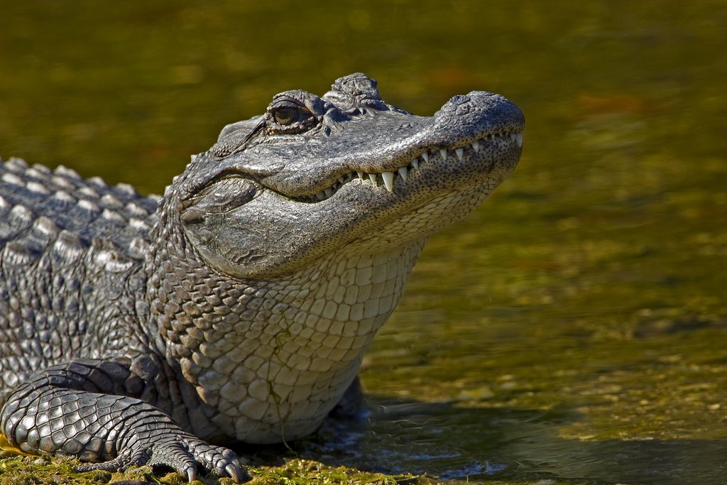 Alligator 6.jpg