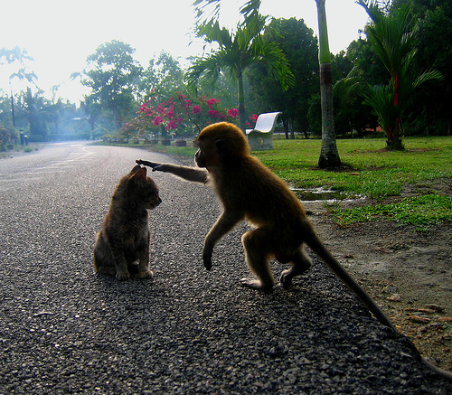 monkey & cat.jpg