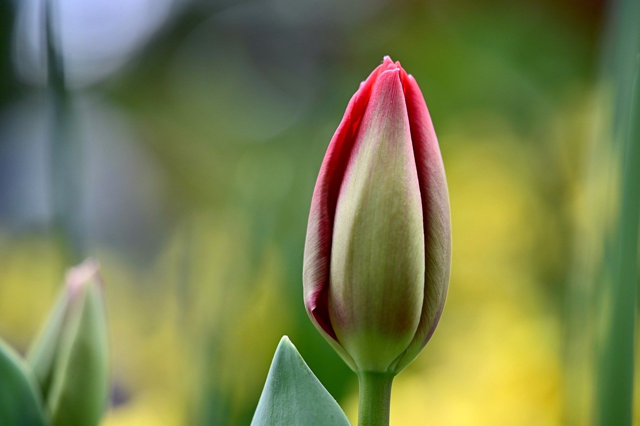 tulip-4957035_1280[1].jpg