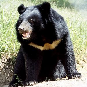 WSPA-asiatic-black-bear.jpg