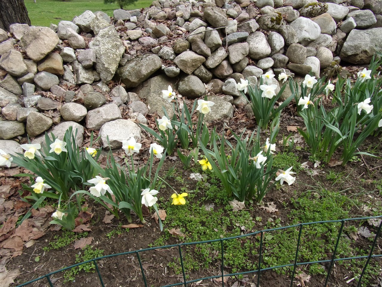 Daffodils Apr