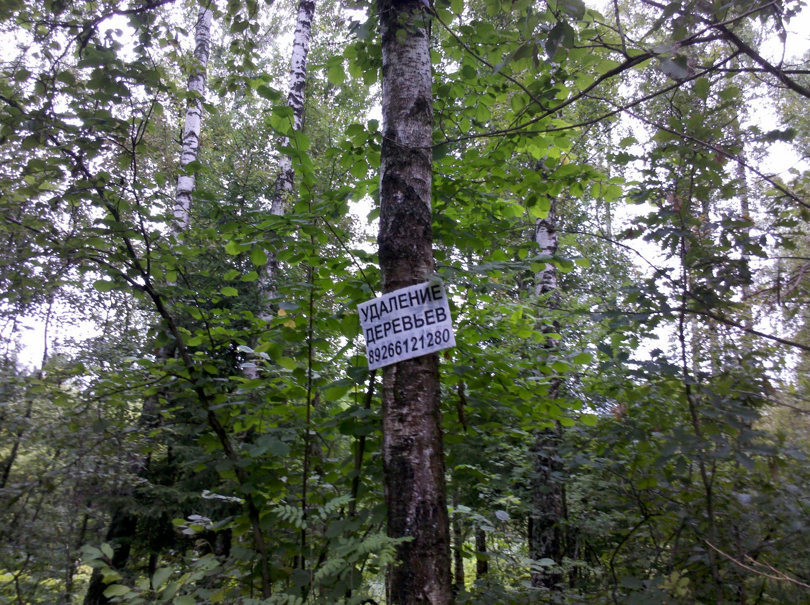 443 2013-07-21_15-16-28_723 Даёшь удаление всех деревьев в Моско