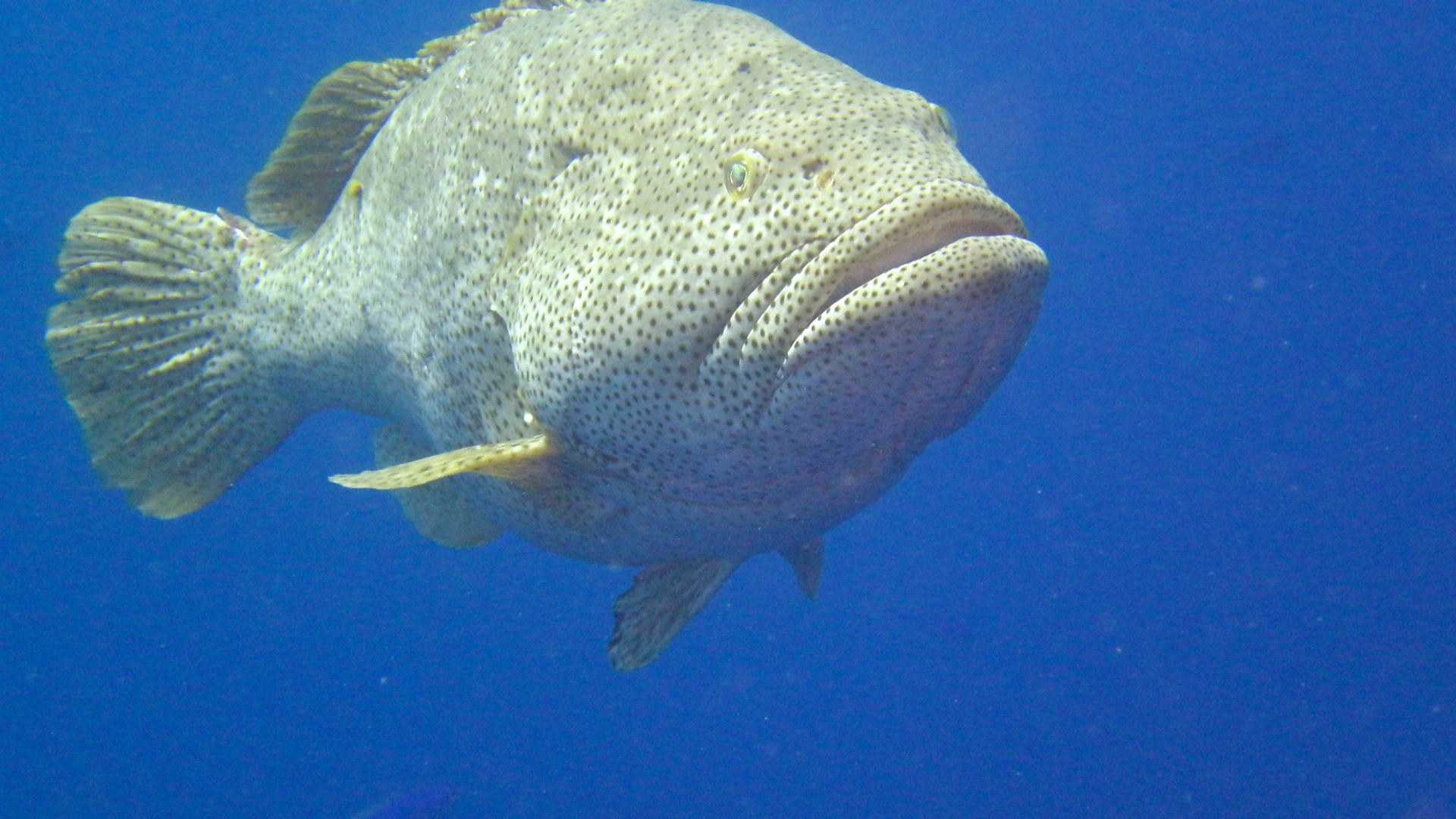 Giant grouper.jpg