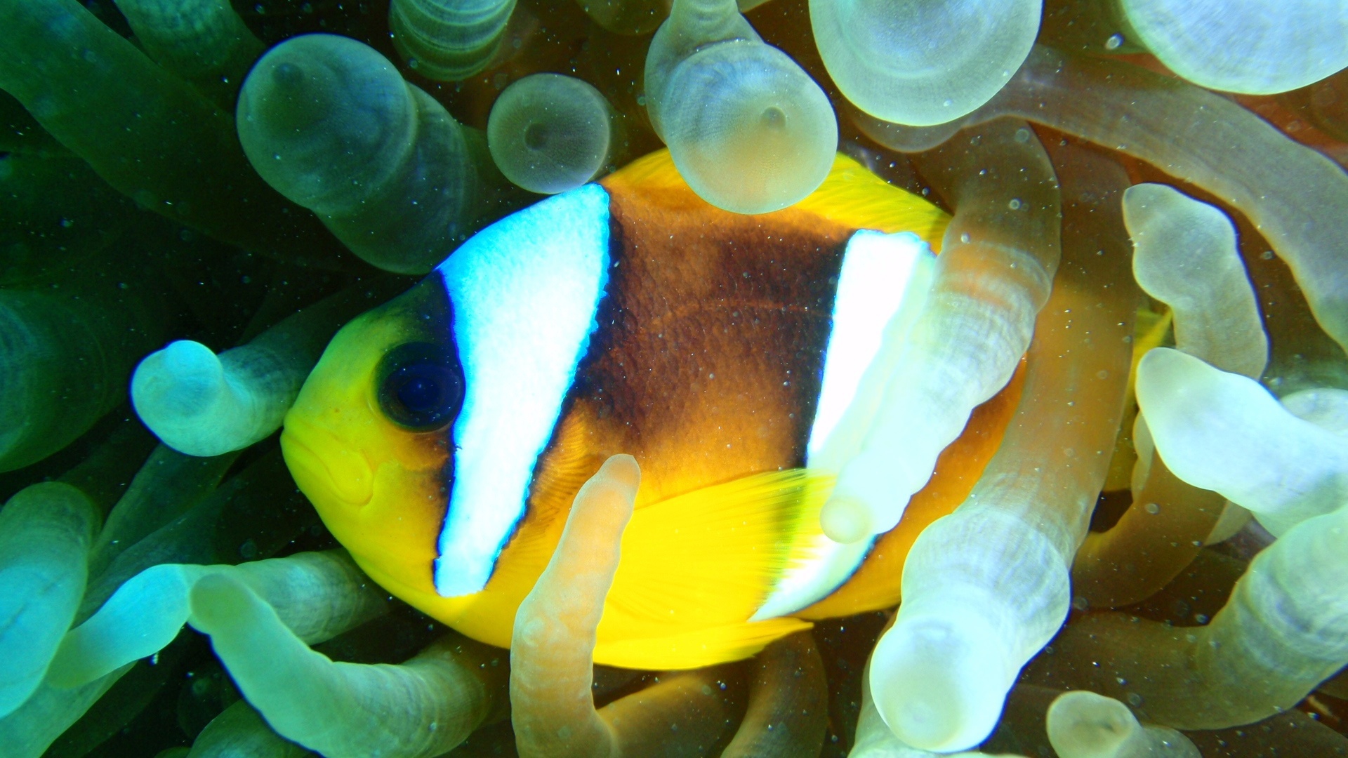 Anemonefish.jpg