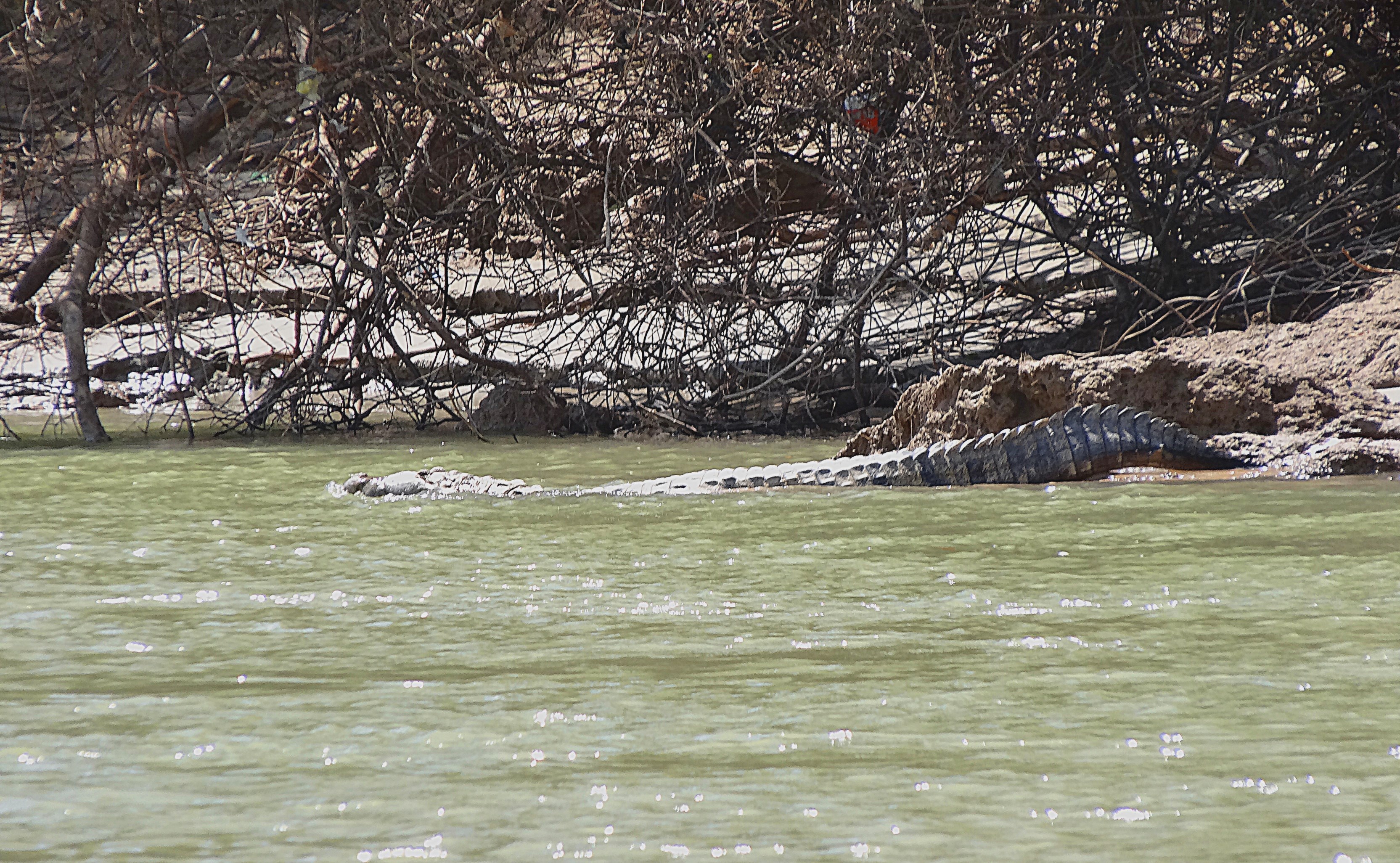 Аллигатор заплывает в реку