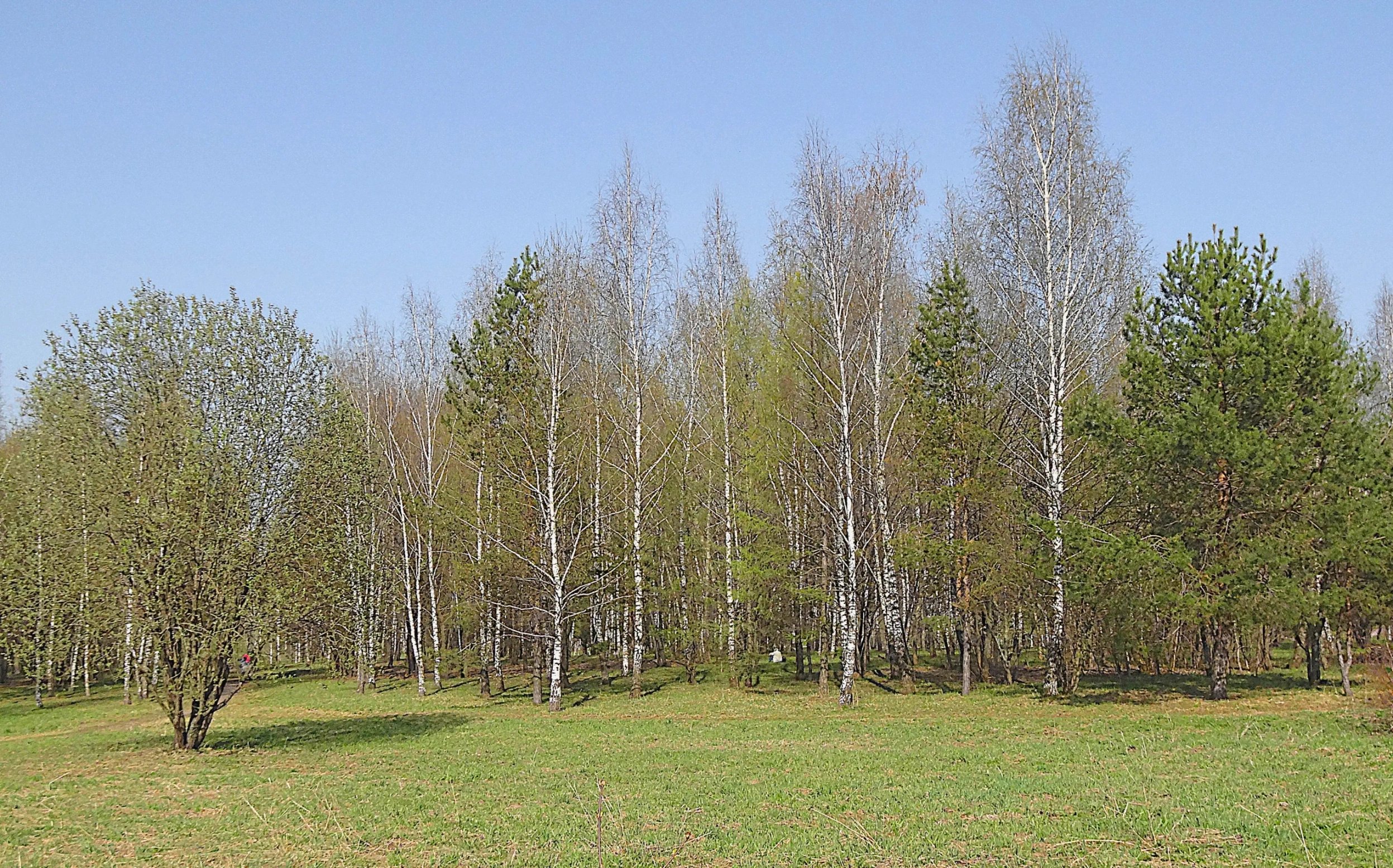 Раменский парк в конце апреля