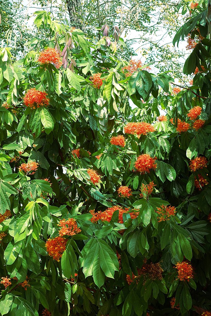 Т.н. бирманское дерево в цвету