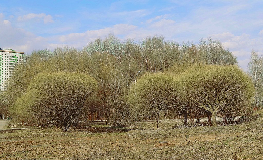 Деревья у Тропарёвского парка