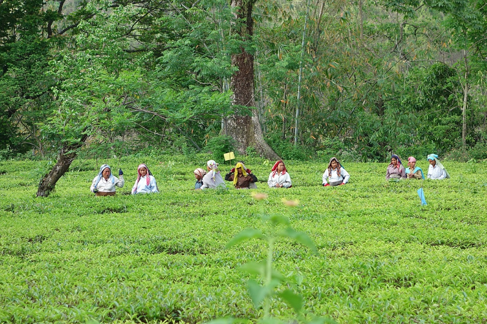 Чайная плантация в предгорьях