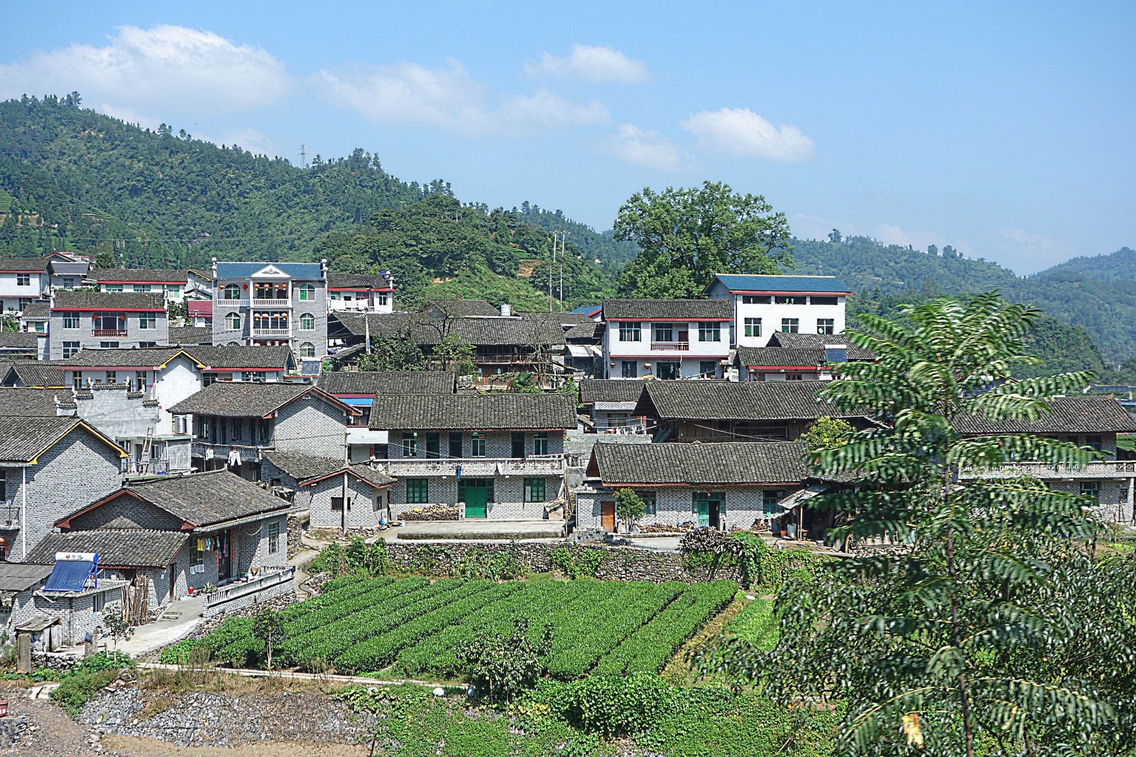 Посёлок с чайным огородом по дороге в Фэнхуан