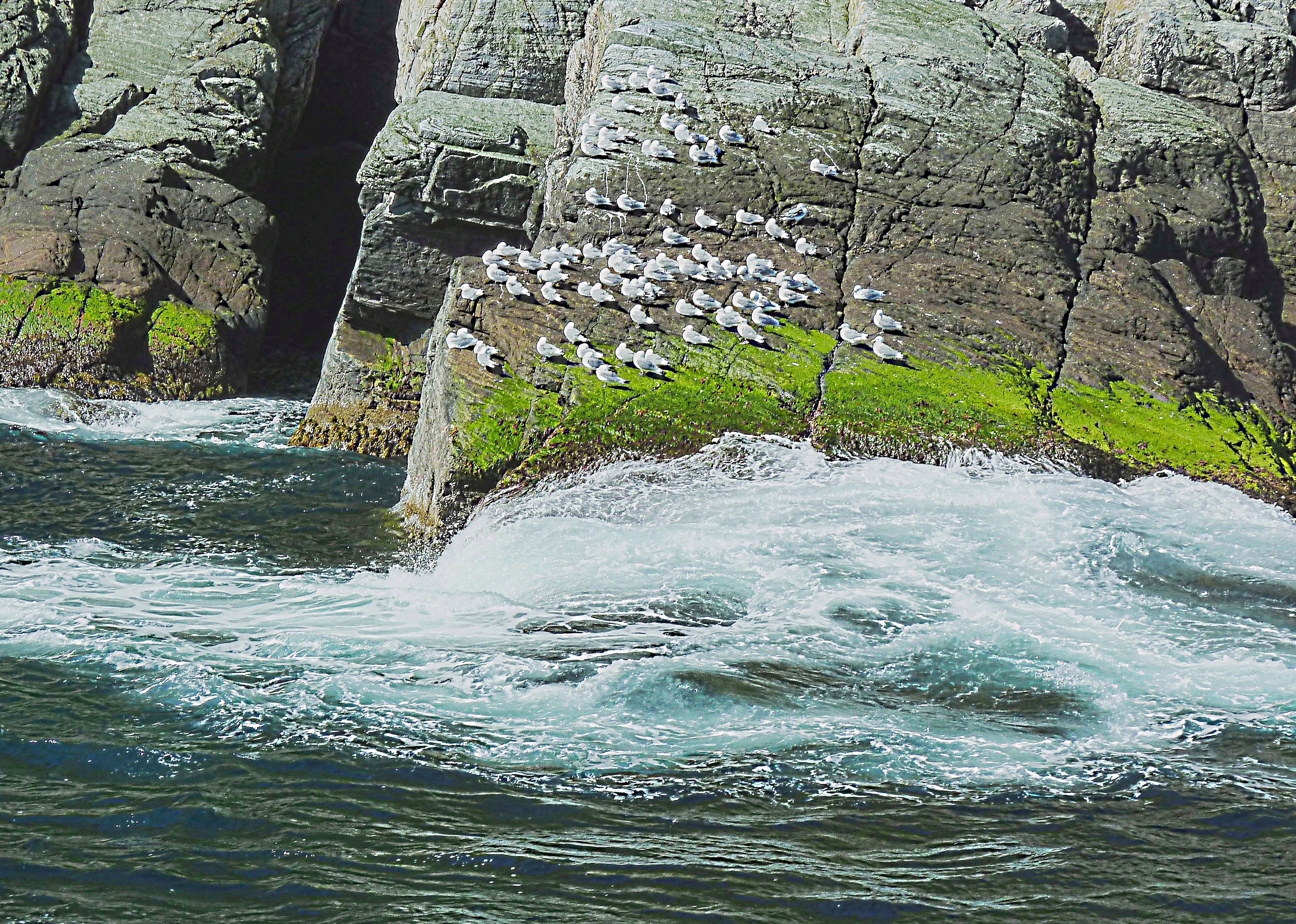 Морские птицы на островке