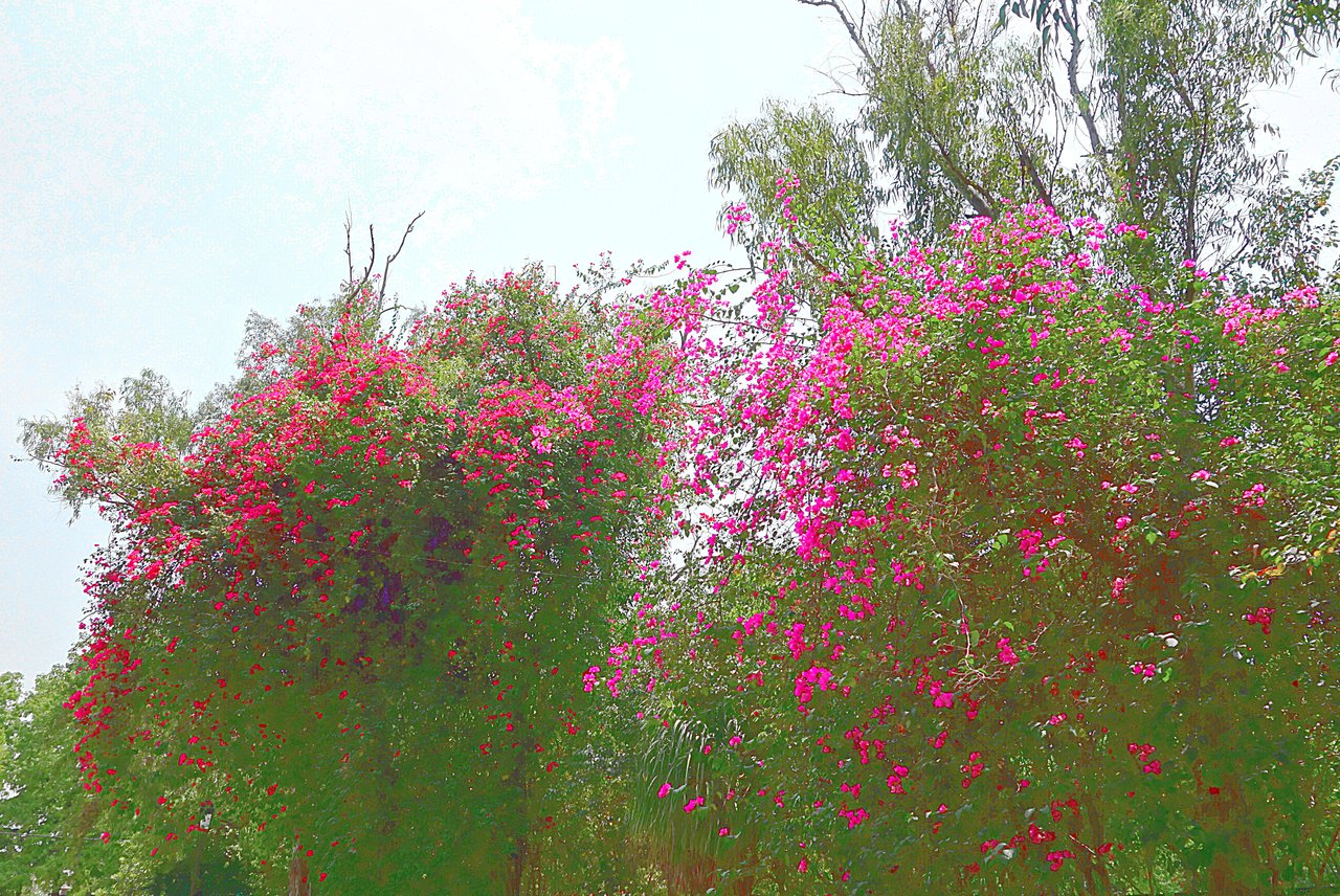 Цветущие деревья в парке Арки