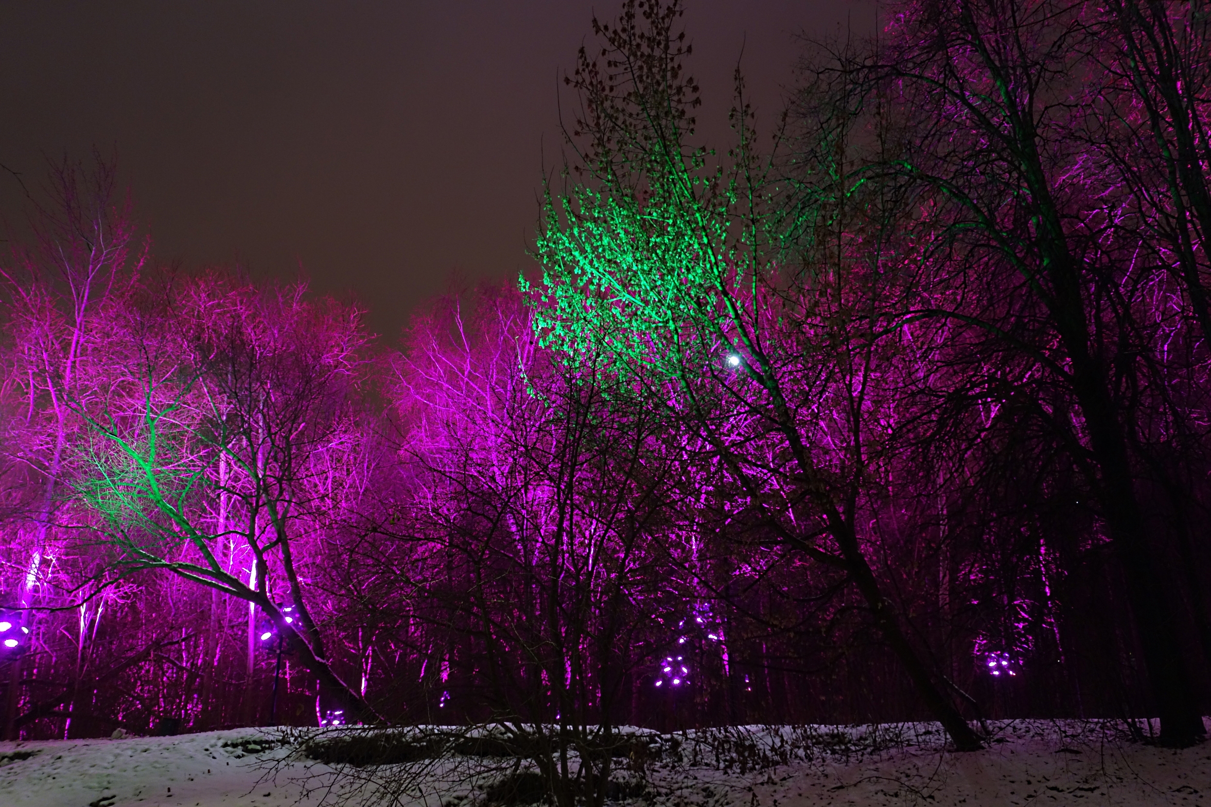 Многоцветная подсветка деревьев