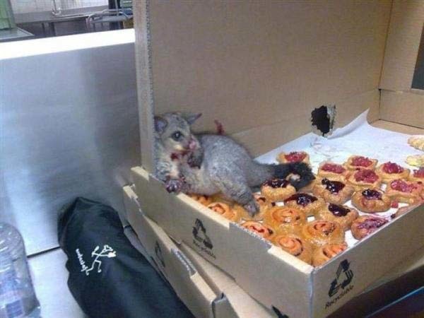 funny picture-rat got in ate too