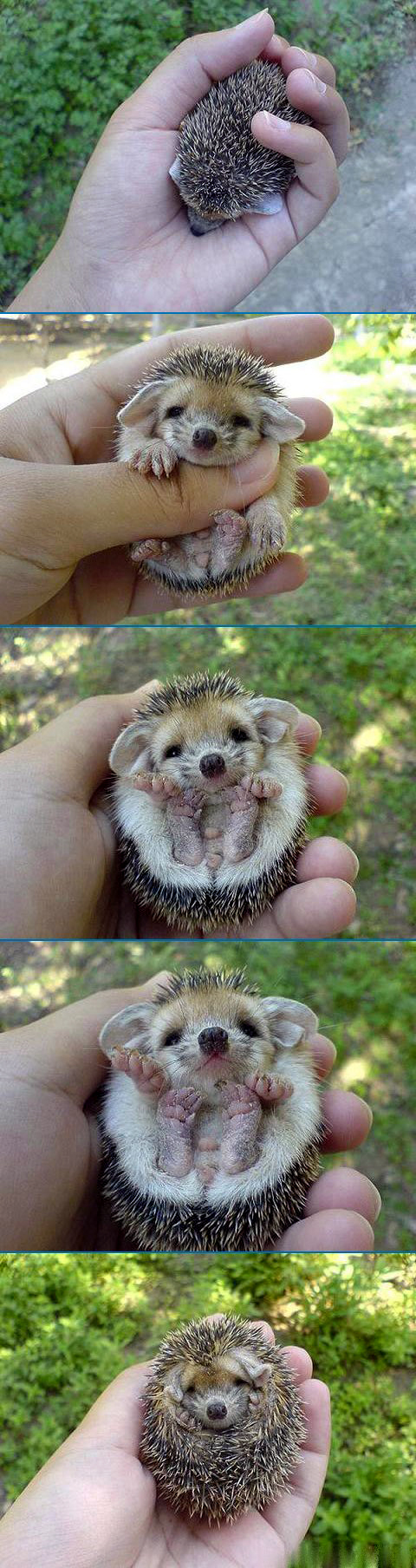baby-hedgehog-i1.jpg